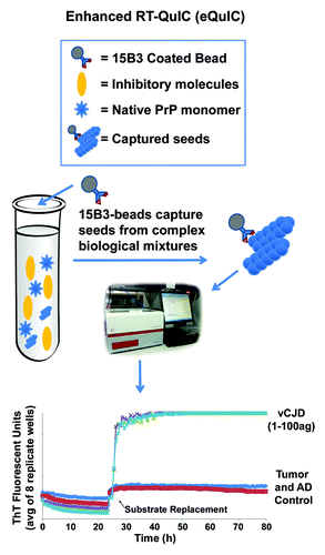 Figure 2. eQuIC diagram and data. In eQuIC, prion seeds are immunoprecipitated with 15B3-coated beads and the beads are added to the reaction wells to initiate the reaction. After 24 h, the substrate is replaced and prion-seeded reactions usually turn ThT-positive within several hours (if not earlier).