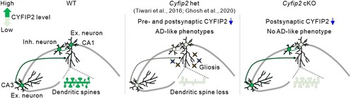 Figure 4. Schematic diagrams summarizing the different hippocampal phenotypes among aged wild-type (WT), Cyfip2 het, and Cyfip2 cKO mice. CYFIP2 protein levels are reduced in both CA1 and CA3 excitatory and inhibitory neurons in Cyfip2 het mice, but they are only reduced in CA1 excitatory neurons in Cyfip2 cKO mice. In the hippocampal CA1 region, AD-like pathologies, such as gliosis and dendritic spine loss, are observed in Cyfip2 het mice. In contrast, no AD-like phenotype is observed in Cyfip2 cKO mice. Ex., excitatory; Inh., inhibitory.