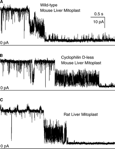 Figure 1.  Cyclophilin D-less mitoplasts exhibit mitochondrial megachannels indistinguishable from those of wild-type mouse and rat liver mitochondria. Representative current records (sampling: 5 KHz, filter: 1 KHz). In the examples, the application of voltage (30 mV, pipette-positive) induced channel closure via the characteristic “half-conductance” fast-gating substate. [KCl] was 150 mM for panels A and C, 125 mM for panel B.