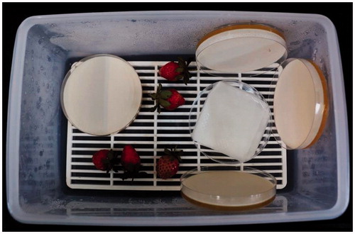 Figure 4. Efficacy of the volatiles produced by antagonistic yeast in postharvest control of B. cinerea on strawberry. Yeast cultures and strawberries with B. cinerea spores on the surface were placed into a sealed plastic box at high relative humidity to ensure favorable conditions for the postharvest onset of the disease.