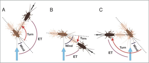 Figure 1 Cockroaches respond to a wind stimulus (vertical blue arrow) with either away (A), towards (B) or overshooting towards responses (C). In away responses (A), cockroaches rotate their body in a direction opposite to the stimulus. The final direction of motion (black arrow) is along an ET (purple curve) which corresponds to the sum of wind angle (blue curve) and turn angle (red curved arrow). In towards responses (B), cockroaches rotate their body in the direction of the stimulus. The resulting ET corresponds to wind angle minus turn angle. In overshooting towards responses (C), after an initial rotation towards the stimulus, cockroaches continue the rotation in a direction away from the stimulus. As in other towards responses, the resulting ET is calculated as wind angle minus turn angle, i.e., in this case 45° − 135° = −90°, which in our previous circular statistical analysis1 would correspond to an ET of 270°.