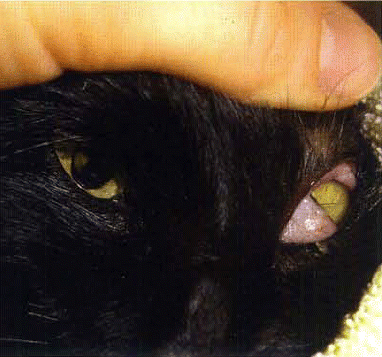 Figure 2. Pupillary size and response to light should be monitored