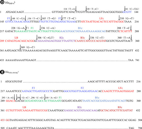 Figure 1 Schematic diagram of the spanning range of the primers and the associated mutation sites for each carbapenemase gene class.