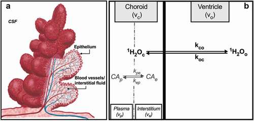 Figure 1. (a) Schematic representation of the CP unit. A single layer of cuboidal epithelial cells is folded into numerous small villi, each with a fluid-filled core of connective tissue richly supplied by blood vessels. Adapted from Oreskovic,Citation3 with permission. (b) Compartments of the CP with chemical equilibria and unidirectional rate constants defined per text. Volumes shown do not reflect relative volume fraction. This illustration is elaborated further in Figure 2.