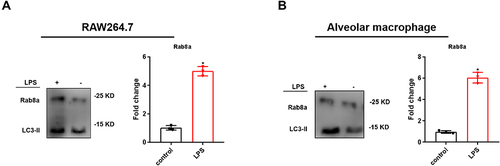 Figure 5 Expression of Rab8a in SAPs secreted by LPS-stimulated macrophages. (A and B) Western blot analysis revealed that there were significant increases in the levels of Rab8a in the vesicles from RAW264.7 cells and alveolar macrophages in the LPS-stimulated groups, compared with those in the controls (n = 3 per group). The experiments were repeated at least three times. Each value represents the mean±SD of three independent experiments.*p < 0.05 vs the control, analyzed via the t-test.