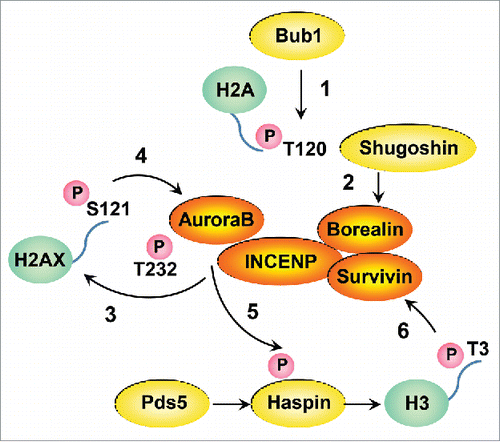 Figure 1. Schematical model of Aurora B autoactivation circuitry. Bub1 phosphorylates centromeric H2A at T120 (1). The recruited Shugoshin to H2A-pT120 binds to Borealin (2). Partially activated Aurora B phosphorylates H2AX at S121 (3) leading to its full activation (4), which in turn activates Haspin (5) regulating further deposition of CPC at the inner centromere through Survivin binding(6).