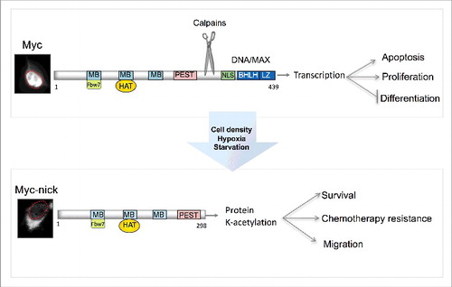 Figure 1. Schematic representation of MYC and MYC-nick. MYC is predominantly localized in the nucleus (outlined in red) where it drives the expression of genes that promote cell proliferation. MYC-nick is localized in the cytoplasm and promotes cell survival and migration. In conditions of stress (such as high cell density, hypoxia and nutrient starvation) calpain-mediated cleavage of MYC produces MYC-nick. (MB) MYC Box I-IV. BHLH-DNA binding and heterodimerization domain. (HAT) Histone Acetyl Transferases such as GCN5. PEST (proline, glutamic acid, serine and threonine-rich domain). (NLS) nuclear localization sequence.