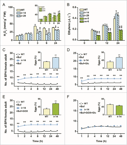 Figure 2. Exogenous application of H2O2 complements resistance to rice brown planthopper (BPH) in ir-wrky lines. (A) and (B) Mean levels (+SE, n = 5) of H2O2 (A) and ethylene (B) in ir-wrky and oe-WRKY lines and in wild-type (WT) plants that were individually infested by 15 female BPH adults. FW, fresh weight. Asterisks indicate signiﬁcant differences in ir-wrky and oe-WRKY lines compared with WT plants (2-way analysis of variance , followed by pairwise comparisons of least squares means, P values were corrected by the false discovery rate method; *, P < 0.05, **, P < 0.01). (C) to (F) Mean number of adult female BPH per plant (+SE, n = 10) on pairs of plants, WT plants treated with 400 μL of 20 mM sodium phosphate buffer (pH 6.5) vs. ir-14 plants treated with 400 μL of the buffer (C), ir-14 plants treated with 400 μL of Glc (25 mM) in the buffer (D), ir-14 plants treated with 400 μL of GOX (50 units mL-1) in the buffer (E), and ir-14 plants treated with 400 μL of GOX (50 units mL−1) and Glc solution (25 mM) in the buffer (F), respectively, 1–48 h after the release of female adults. Inserts: mean percentage (+SE, n = 10) of BPH eggs per plant on pairs of plants as stated above, 48 h after the release of BPH. Buf, buffer; Glc, glucose; GOX, glucose oxidase. Asterisks indicate a significant preference within each combination and time point (Wald test, *P < 0.05; **P < 0.01).