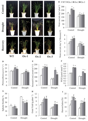 Figure 5. Evaluation of AtICE1 transgenic rice (T3) for Water use at vegetative stage. (a) Photographs were captured at control, drought and recovery after 21 days. (b,c) Water used per day by AtICE1 transgenic lines and WT plants under control and drought stress. (d-f) Rate of photosynthesis and stomatal conductance and WUE under control and drought stress (−50 kPa). (g,h) Grain yield and Harvest index at maturity under control and drought. The experiment was performed with three biological replicates (n = 3). Error bar indicates ±SE. One way Anova was done for test of significance with online software (opstat).*means P < .05