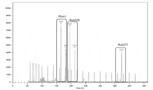 Figure 1. Multiplex of three microsatellite locus: Rim001, Rub228, Rim277