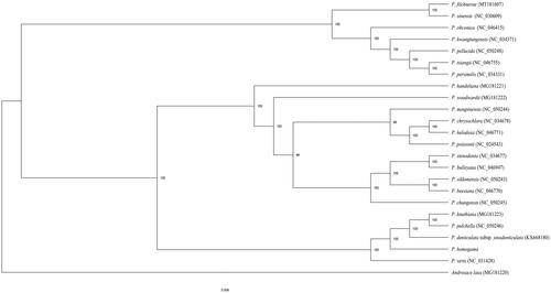 Figure 1. The maximum likelihood (ML) tree inferred from 24 complete chloroplast genome with 1000 bootstrap replicates. The number on each node indicates the bootstrap value.