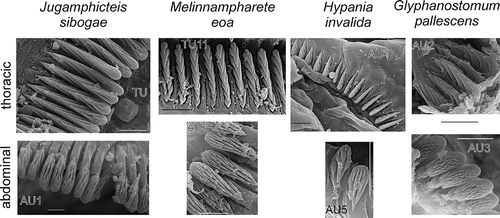 Figure 5. Uncini of neuropodia of thoracic and abdominal types of some genera. All scales 10 μm.