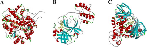 Figure 5. Docking results of Vincetoxicoside B with ACE2 (A), Bijaponicaxanthone with Mpro (B) and Quercitrin with PLP (C).