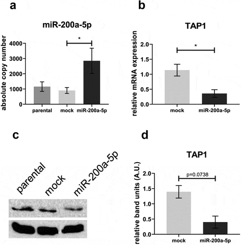 Figure 5. Effect of miR-200a-5p overexpression on TAP1 expression in HEK293T cells.