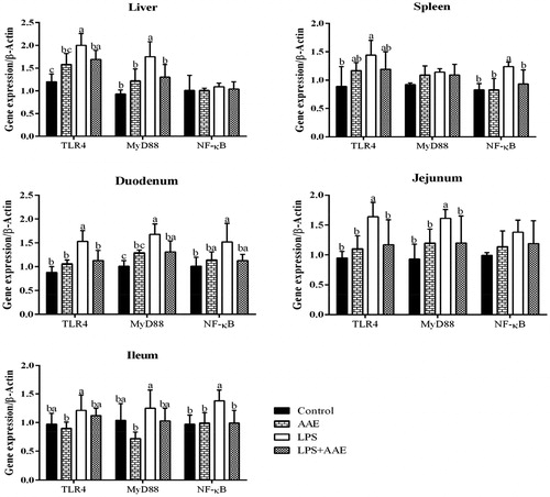 Figure 3. Effect of Artemisia argyi extract (AAE) on the expression of Toll-like receptor 4 (TLR4), myeloid differentiation factor 88 (MyD88) and nuclear factor-Kappa B (NF-κB) in broilers challenged with lipopolysaccharide (LPS). a,bWithin the same row, means with different superscripts differ (p<.05).