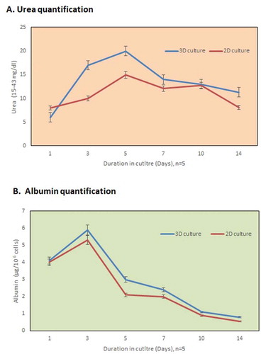 Figure 4. In vitro functional evaluation. (a) The urea synthesis by the recellularized liver graft increased continuously in the culture medium from day 3 to day 7 as compared to the 2D culture system. (b) The metabolism of the hepatocytes was well evident from the higher albumin production after 2 days (n = 5) in the 3D-engrafted culture system.