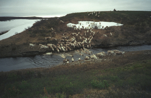 Figure 10. Komi reindeer herders driving part of their herd through a spring-thaw freshet (near Khorei-Ver, Russia). Photo: J. O. Habeck, June 1999.