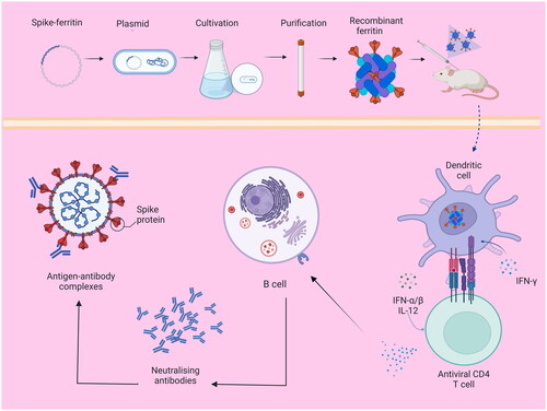 Figure 1. Recombinant ferritin induces high levels of neutralising antibodies.