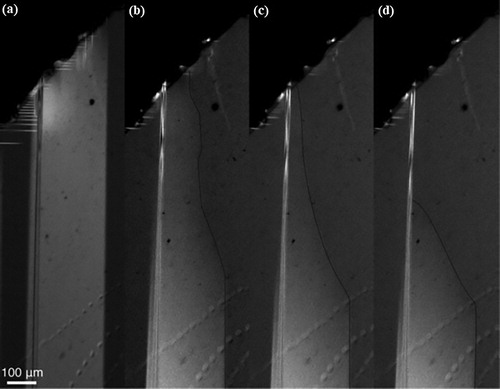 Figure 6. Time evolution of a wedge shaped domain after (a) attachment to the surface, (b, c) partial attachment, and (d) after the link snapped. Reprinted from [Citation80], with the permission of AIP Publishing.