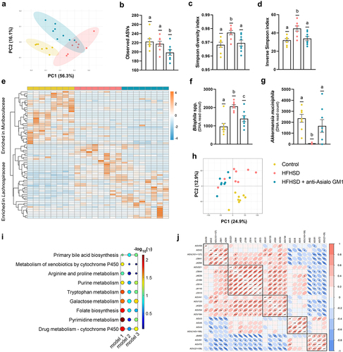 Figure 4. Depletion of intestinal ILC1s shaped the gut microbiome and the metabolic signature. (a) Beta-diversity based on weighted UniFrac distances. (b) Observed ASVs. (c, d) Simpson’s diversity and evenness indexes. (e) Heat-map representing the clustering of the two more abundant families (Muribaculaceae and Lachnospiraceae). (f) Bilophila spp. and (g) Akkermansia muciniphila abundance. (h) Principal component analysis based on metabolomic data. (i) Scheme of the altered pathways between HFHSD-fed animals and HFHSD-fed mice depleted for ILC1s (model 1: HFHSD vs HFHSD anti-Asialo GM1; model 2: control diet vs HFHSD anti-Asialo GM1; model 3: control diet vs HFHSD), and (j) correlations between the ASVs and the metabolites significantly different between HFHSD vs HFHSD anti-Asialo GM1. ASV59: Lachnospiraceae NK4A136 group; ASV2: Bilophila; ASV (101 + 137): Colidextribacter; J3641: uridine; J4294: glucosiduronic acid; ASV221: Lachnospiraceae GCA-900066575; J3644: Fatty acid; J4639: D-maltose; J3189: suberic acid; J3514: sedanonic acid; J4110: quesitol; J3513: traumatic acid; ASV41: Oscillospiraceae; ASV133: Oscillospiraceae UCG-003; J4324: Fatty acyls; ASV54: Lachnospiraceae NK4A136 group bacterium; ASV194: Lachnospiraceae A2; ASV3: Akkermansia muciniphila; ASV6: Rikenellaceae RC9 gut group; ASV4: Lachnospiraceae NK4A136 group bacterium; ASV (145 + 188): Ruminococcaceae; J6482: rutin; ASV91: Coriobacteriaceae UCG-002; ASV72: Parasutterella; ASV (21 + 39): Bacteroides. In all cases, n = 8. Bars represent the mean ± SEM and biological replicates are shown as individual dots. Pathway analysis was carried out using the mummichog algorithm with a p-value cutoff of 0.05 and the human KEGG pathway database.