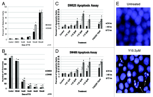 Figure 3. (A) Y15 increased detachment in SW480 and SW620 cells in a dose-dependent manner. Y15 increased cell detachment in a dose-dependent manner, with 96% of SW620 and 100% of SW480 cells detached at 50 µM of Y15 treatment. (B) Y15 also inhibited clonogenicity in SW480 and SW620 cell lines in a dose-dependent manner. 5 × 102 cells were seeded onto a 6-well plate and were then treated with different doses of Y15 for 14 d. There was a dose-dependent decrease in clonogenicity in both cell lines. At 1 µM dose Y15 significantly inhibited clonogenicity (P < 0.05), and this effect became more significant as the dose was increased to 10 µM. (C and D) Y15 induced apoptosis in SW620 (C) and SW480 (D) cells. Cells were treated with different doses of Y15 for 24, 48 or 72 h. TAE226 (10 µM), a FAK inhibitor known to induce apoptosis was used as a control. Cells were examined at 100× magnification using the Zeiss Observer.A1 microscope after being fixed and stained with Hoechst. Y15 induced apoptosis in a dose and time-dependent manner. (E) Two representative photomicrographs show nuclei of untreated SW620 cells and cells treated with just 2 µM of Y15. Fragmented apoptotic nuclei are shown by white arrows.