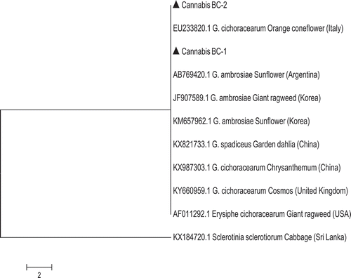 Fig. 7 Phylogenetic tree of Golovinomyces species originating from cannabis (BC-1, BC-2) compared to those of other plant species using ITS1-5.8S-ITS2 sequences (GenBank numbers are shown). Golovinomyces cichoracearum could not be resolved using the ITS region from G. ambrosiae from sunflower and giant ragweed or G. spadiceus from dahlia. The scale bar indicates the expected number of nucleotide substitutions.