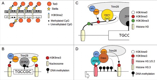 Figure 2. Mechanism of gene imprinting in mammals. (A)Stella binding to H3K9me2 prevent TET3 dependent de-methylation. Maternal (M) DNA is enriched of H3K9me2 compared with paternal (P) and therefore maternal imprinted regions are protected from active de-methylation. (B)After zygote formation and during the firsts cell divisions, level of methylation at imprinted loci is maintained by ZFP57/TRIM28 complex binding to methylated consensus and recruitment of DNMTs. (C)DNMT3a/b interact with H3 tail via ADD domain and their activity is permitted only when H3K4 is unmethylated (H3K4me0). This modification is enriched in the DNA methylated allele of imprinted loci (see text). DNMT3s interact also via a PWWP domain (dotted arrow) to H3K36me3 (enriched in gene bodies of active genes). H3K9me3 methylation is maitained by Setdb1 (continuous arrow). (D)At transcriptionally active imprinted loci the S-phase specific H3.1/H3.2 histones are exchange for the cell cycle independent H3.3 histone. The ATRX/Daxx complex is responsible for the exchange of H3.1/3.2 with H3.3 (dotted arrow). ATRX bind H3K4me0 via an ADD domain and interact also with to H3K9me3. Daxx recruit Setdb1 that maintain H3K9me3 methylation (continuous arrow). Re-draw from Messerschmidt et al. 2014 and Voon and Gibbons 20168,91