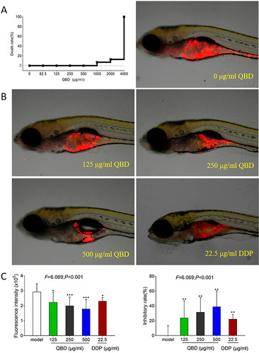 Figure 2 In vivo anti-tumor efficacy of QBD on H1299 cells. (A) Mortality of larval zebrafish treated with QBD at a dose of 0, 62.5, 125, 250, 500, 1000, 2000, and 4000 μg/mL, respectively, for 24 h. (B) The fluorescence intensity and inhibitory rates of QBD. (C) Observations of H1299 xenograft zebrafish after 24 h treatment of QBD (0, 125, 250, and 500 μg/mL) or DDP (22.5 μg/mL). The fluorescence area in red represented the H1299 cell’s mass. Values were presented as the mean ± SD, *P < 0.05, **P < 0.01, and ***P < 0.001 vs control group.