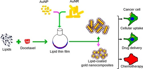 Figure 1 The gold nanocomposite formulations were prepared by a thin-film hydration-sonication technique.Abbreviations: AuNR, gold nanorod; AuNP, spherical gold nanoparticle.