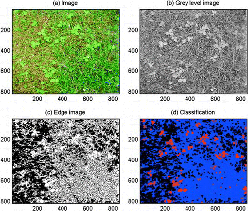 Fig. 1 Outputs at sequential steps in the analysis of a digital colour image (a) by the software Trifolium.exe, (b) grey level image, (c) edge image, (d) classified image, where red indicates clover, blue indicates grass and black indicates soil.