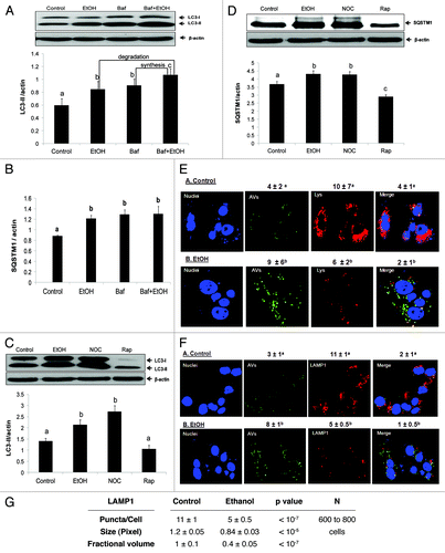 Figure 3. Ethanol exposure influenced LC3-II and SQSTM1 flux, mimicked the effects of nocodazole, and decreased AV-lysosome colocalization. (A) Flux measurements of LC3-II in VL-17A cells treated with or without 50 mM ethanol in the presence or absence of bafilomycin A1 (added during the last 4 h) and quantified as described in Methods. (B) Quantification of SQSTM1 under the same conditions as described in (A). (C) LC3-II levels in VL-17A cells after 24 h exposure to 50 mM ethanol, 10 µM nocodazole or 100 nM rapamycin. (D) SQSTM1 levels in VL-17A cells after 24 h exposure to 50 mM ethanol, 10 µM nocodazole or 100 nM rapamycin. Data are mean values (± SEM) from quadruplicate flasks per treatment. (E) AVs, lysosomes and AV-lysosome colocalization in VL-17A cells. Cells were transduced with adenovirus encoding GFP-LC3 and exposed to zero or 50 mM ethanol for 24 h. Images were captured by confocal microscopy. Green puncta are AVs and red dots are lysosomes. Nuclei stained with Hoechst are shown in blue. (F) Cells exposed to zero or 50 mM ethanol for 24 h and immunostained for AVs and LAMP1. Green puncta are AVs and red dots are LAMP1. Nuclei stained with DAPI are shown in blue. (G) Lysosome (LAMP1) number, size and its proportion to total cell area (Fractional volume) in cells from (F). Numerical data given above each image are mean AV, or lysosome, (represented as LysoTracker Red or LAMP1) puncta numbers or co-localized AVs with lysosomes (merged images) per nucleus obtained from 600 to 800 cell images per treatment group. Letter superscripts that are different from each other indicate that the data are significantly different from each other between the treatment groups. Data with the same letter superscript are not significantly different.