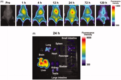 Figure 2. Fluorescent images of DiR-loaded nanoparticles in mice. DiR-loaded nanoparticles (33 mmol/kg DiR) were intravenously administered in mice. Images were obtained by multi-functional in vivo imager (A). Ex vivo fluorescent images were obtained 24 h after administration (B).