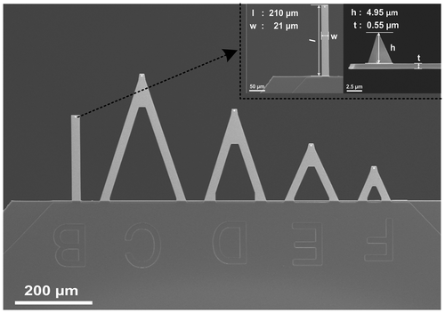 Figure 5. Scanning electron microscopy image of the probe used for the LFM experiment. l, w, h, and t define the length, width, height and thickness of the probe, respectively.