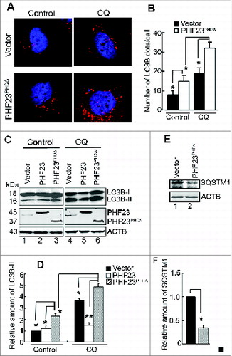 Figure 5. PHF23PHDΔ increases cell autophagy. (A) Representative confocal microscopy images of endogenous LC3B distribution in U2OS cells transfected for 24 h with the indicated plasmids and then treated with or without CQ (25 μM) for the last 4 h. (B) Quantification of endogenous LC3B dots in U2OS cells treated as in (A). Data are means ± SD of at least 100 cells scored (*P < 0.05). (C) Western blot analysis of endogenous LC3B-II levels in U2OS cells transfected with the indicated plasmids for 24 h and then treated with or without CQ (25 μM) for the last 4 h. (D) Quantification of amounts of LC3B-II relative to ACTB in cells treated as in (C). The average value in the control vector-transfected cells without CQ treatment was normalized as 1. Data are means ± SD of results from 3 experiments (*P < 0.05, **P < 0.01). (E) Western blot analysis of endogenous SQSTM1 levels in U2OS cells transfected with vector or PHF23PHDΔ for 24 h. (F) Quantification of SQSTM1 levels relative to ACTB in cells treated as in (E). The average value in control vector-transfected cells was normalized as 1. Data are means ± SD of results from 3 experiments (*P < 0.05).