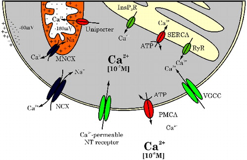 Figure 3. Schematic representation of channels and receptors in the cell membrane and the membranes of intracellular stores implicated in maintenance of the intracellular calcium homeostasis. NCX: Na+/Ca2+ exchanger, NT: neurotransmitter receptor, PMCA: plasma membrane Ca2+-ATPase, VGCC: voltage-gated calcium channel, RyR: ryanodine receptor, SERCA: sarco/endoplasmic reticulum Ca2+-ATPase, InsP3R: inositol triphosphate receptor, MNCX: mitochondrial Na+/Ca2+ exchanger.