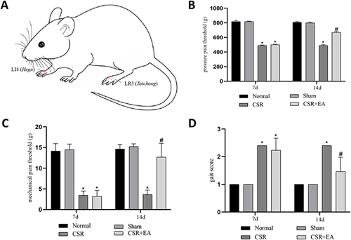 Figure 2 EA alleviates neuropathic pain and motor function induced by CSR.