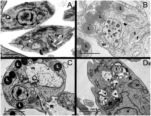 Figure 2. Ultrastructure alterations of L. amazonensis treated with CD/Et. (A) Parasites displaying normal morphology and intracellular structures: nucleus (n), mitochondrion (m), kinetoplast (k), flagellar pocket (fp), flagellum (f) and lipid bodies (L). (B-C) Cells treated with CD/Et subMIC concentration (65.6 1 μg/mL) showed an increase in cytoplasmic lipid bodies. (B) Parasite displaying nuclear chromatin condensation and two flagella inside the flagellar pocket. (C) Parasite showing extensive mitochondrion swelling with loss of mitochondrial cristae. (D) Cells treated with CD/Et MIC concentration (131.2 μg/mL) exhibited intense vacuolization (*) and loss of cytoplasmic content into the flagellar pocket (arrow).