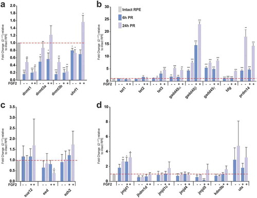 Figure 2. Differential expression of factors associated with histone and DNA modifications in the t-rRPE and rRPE. (a-d) Quantitative RT-PCR (qRT-PCR) analysis at 6 and 24 h PR in the absence (t-rPE) or presence of FGF2 (rRPE). Relative expression of genes associated with (a) DNA methylation, (b) DNA demethylation and repair (c) components of PRC2 repressive complex and (d) histone lysine demethylases. Data are expressed as a Fold Change and were normalized with expression in intact RPE cells (dotted red line). Means ± standard error is shown. * = P < 0.05; ** = P < 0.01; *** = P < 0.001. Unpaired Student’s t test, n = 3 biological samples were performed in triplicate.