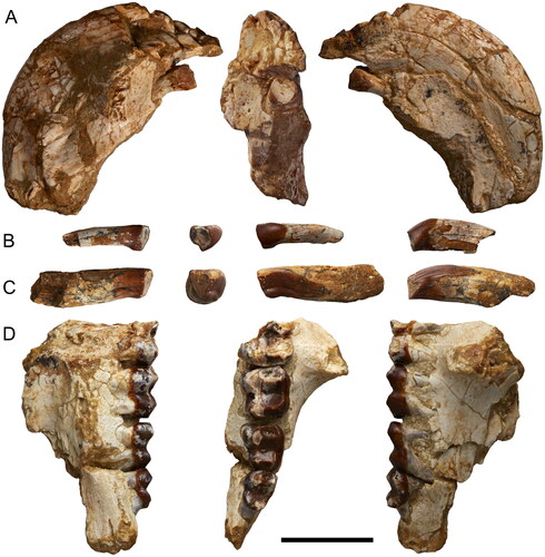 Figure 4. Mukupirna fortidentata, sp. nov., referred upper dentition specimens. A, Left premaxilla (NTM P11998), depicted from left right in mesial, occlusal and lateral views. B, Left I2 (NTM P13261), depicted from left right in lingual, occlusal, buccal and posterior views. C, Left I3 (NTM P13264) depicted from left right in lingual, occlusal, buccal and posterior views. D, partial left maxilla preserving M1–M4 (NTM P11999), depicted from left right in mesial, occlusal and lateral views. Scale bar equals 20 mm.