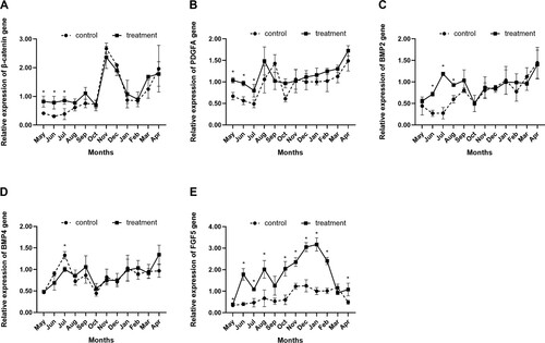 Figure 4. Effects of short photoperiod treatment on the hair follicle development-related gene expression of Shaanbei white cashmere goats. (A) Catenin beta-1 (β-catenin). (B) Platelet-derived growth factor subunit A (PDGFA). (C) Bone morphogenetic protein 2 (BMP2). (D) Bone morphogenetic protein 4 (BMP4). * P < 0.05. Control: Long-day photoperiod treatment group; Treatment: Short-day photoperiod treatment group.