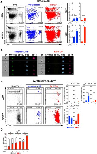 Figure 6. CAE analysis of T cells during LCMV infection. Non-infected and LCMVArm (2x105 PFU, i.p.) infected mice were injected with 100 µg MFG-E8-eGFP on day 5 post infection. 1 h later mice were sacrificed and (A) CD4+ and CD8+ T cells and (C) CD62L+CD44− naïve (TN), CD62L+CD44+ central memory (TCM) and CD62L−CD44+ effector memory TE CD8+ T cells were analysed using the CAE and the percentages of apoptotic and EV+ cells determined. Numbers next to the gates show the mean percentage ± SD of cells that lie within the respective gate. Bar graphs show the average percentage ± SD of apoptotic or EV+ CD4+ and CD8+ T cells within the analysed subpopulation. (B) Representative imaging flow cytometry images of apoptotic (left) and EV+ (right) CD8+ T cells are shown. Scale bar 7 µm. (D) Total numbers of CD8+ TN, TCM and TE cells were determined (white bar) and plotted against the total numbers of EV+ subsets (red bar). Representative results of three independent experiments are shown. Bar graphs show the average frequency ± SD of apoptotic or EV+ cells within the analysed subpopulation (n = 3). Statistical significance is indicated by asterisks (ns P > 0.5; *P ≤ 0.05; **P ≤ 0.01; ***P ≤ 0.001; two-tailed unpaired t-test).