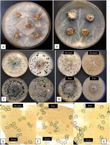 Fig. 3 (Colour online) Colony and spore characteristics of Botrytis species recovered from cannabis plants. a, Mycelial growth from surface-sterilized bud rot samples plated on potato dextrose agar after 5 days. b, Mycelial growth, sporulation and sclerotial formation after 2 weeks of growth from a stem canker sample. c, Variation in colony morphology, pigmentation, sporulation and sclerotial formation among four isolates of B. cinerea originating from bud rot-infected cannabis plants. Photo was taken after 3 weeks. d, Comparison of colony morphology and sclerotial formation of three species of Botrytis recovered from bud rot samples. From upper left – Bc (can) = B. cinerea from cannabis; Bc (hem) = B. cinerea from hemp. From lower left – B ps = B. pseudocinerea from cannabis; B po = B. porri from cannabis. (e–g) Comparison of conidia morphology of 3 species of Botrytis. e, Bc (can) = B. cinerea; f, B ps = B. pseudocinerea; g, B po = B. porri.