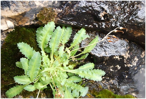 Figure 1. Primula odontocalyx. This image is provided by the corresponding author Yuan Huang, and is used with permission.