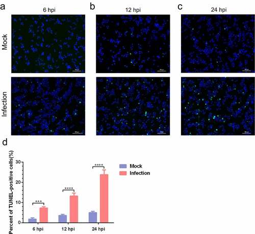 Figure 3. MO infection increases percent of TUNEL-positive cells in a time-dependent manner in MH-S cells. (a-c) MH-S cells cultured in 6-well plates were mock-infected or infected with 10 MOI of MO for the indicated hours for TUNEL assays. Green fluorescence indicates the TUNEL-positive apoptotic cells, and DAPI indicates nuclei. (d) The fluorescence of cells in each group are analyzed with ImageJ software, and results are expressed as percent of TUNEL-positive cells. The data shown are expressed as mean ± SD values of three independent experiments. Two-way ANOVA tests: ***, P < 0.001; ****, P < 0.0001