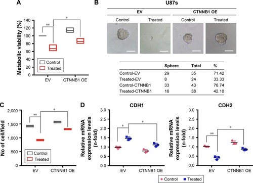 Figure 6 β-Catenin overexpression diminished the effect of GQDs on the reduction of malignancy in glioma spheroids.Notes: (A) Viability of U87s glioma spheroids after EV (pCMV6 empty vector) and pCMV6-XL5 (CTNNB1) overexpression. (B) Sphere-forming assay of U87s glioma spheroids after EV and CTNNB1 overexpression. The table shows the total number of spheres which formed after each treatment. (C) Migration of U87 glioma cells after EV CTNNB1 overexpression. (D) RT-qPCR of U87 glioma cells after EV and CTNNB1 overexpression. <5 nm GQDs were treated at a 100 nM concentration in each panel and a similar treatment condition was maintained throughout all experiments. β-Actin was used as a control for normalization. Scale bar =20 µm. *P<0.05; **P<0.01; Nonsignificance is denoted as NS.Abbreviation: GQD, gold quantum dot.