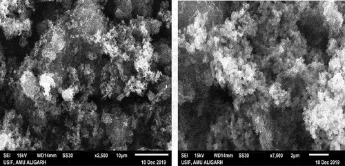 Figure 2. SEM images of the PPY/CMC/MWCNTS composite.