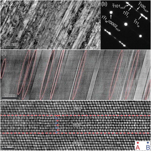 Figure 3. (a) A bright-field TEM image in the specimen deformed at 4.2 K; (b) corresponding electron diffraction pattern along the [110] zone axis; (c) a bright-field TEM image in a local region showing a large amount of the HCP phase as indicated with red ovals; (d) a HAADF STEM image including 8 layers HCP stacking.