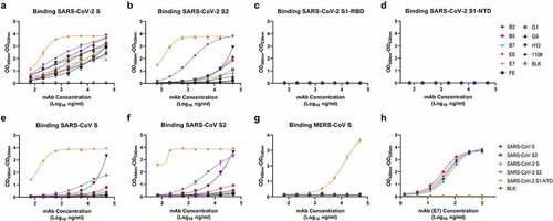 Figure 2. Identification of SARS-CoV-2 S2-targeting antibodies by ELISA. (A) Identification of 10 individual mAbs to S protein of SARS-CoV-2 (Shown as mean ± S.D. of values derived from experiments conducted in triplicate). (B) Identification of 10 individual mAbs to S2 protein of SARS-CoV-2. (C) Identification of 10 individual mAbs to RBD protein of SARS-CoV-2. (D) Identification of 10 individual mAbs to NTD protein of SARS-CoV-2. (E) Identification of 10 individual mAbs to S protein of SARS-CoV. (F) Identification of 10 individual mAbs to S2 protein of SARS-CoV. (G) Identification of 10 individual mAbs to S protein of MERS-CoV. (H) Identification of S2E7 mAb to S, S2 and NTD (±) proteins of SARS-CoV-2 and SARS-CoV. “NTD (±)” means SARS-CoV-2 NTD and without SARS-CoV NTD.