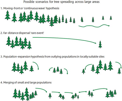 Figure 12. Possible scenarios for tree spreading across a large area in an interglacial stage. 1. The moving-front or continuous wave hypothesis where trees 'march' across the landscape. 2. Rare far-distance dispersal events form small outlying populations. 3. Populations expand from the outlying populations into locally favourable sites or enclaves. 4. Merging of large and small populations. Small scattered populations expand (as in 3) and are a source for dispersal events, as are the large populations. Scenarios 2, 3, and 4 combined are likely to be most important. Based, in part, on Davis MB (Citation1987) and Giesecke (Citation2013).