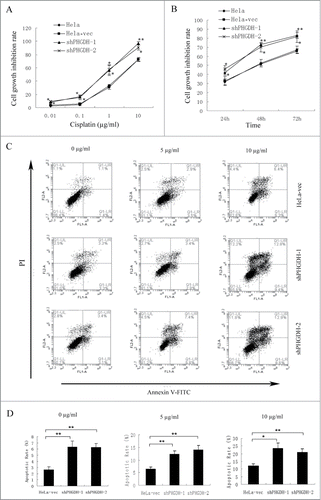 Figure 5. PHGDH knockdown increased the sensitivity of HeLa cells to cisplatin. (A) CCK-8 assays showed the cell growth inhibition rate in shPHGDH cells was higher compared with HeLa-vec cells under different concentration of cisplatin. (B) The cell growth inhibition rates of shPHGDH cells were significantly higher after treatment with 5 μg/ml cisplatin for 24 h, 48 h, and 72 h. (C) After treatment with 0, 5 or 10 μg/ml cisplatin for 48 h, the apoptosis rate was analyzed with flow cytometry. UR + LR indicated apoptosis. (D) Quantification of the data from Figure 5C. Data were expressed as the means ± SD from 3 separate experiments; *P < 0.05, ** P < 0.01.